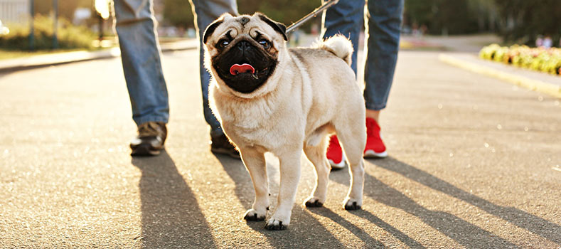 Por que passear com seu cachorro é tão importante?