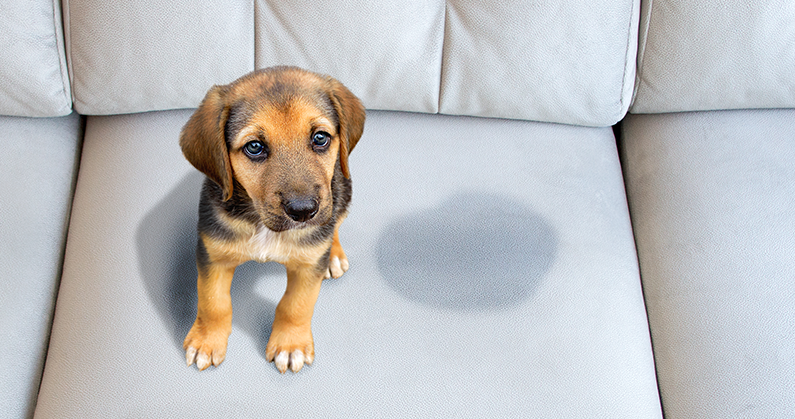 Seu cachorro fez xixi fora do lugar? Saiba como resolver?