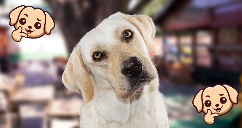 Verdade ou mito: 1 ano humano equivale a 7 do pet?