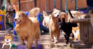 Vantagens de levar meu cachorro em uma creche.