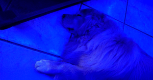 Quantas horas um cachorro precisa dormir por dia?