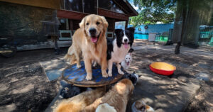 Por que a socialização é tão importante para os cães?