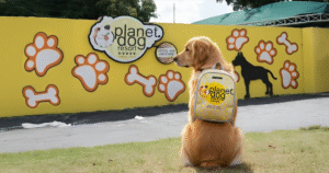 O que levar na mochila do seu pet para a creche :