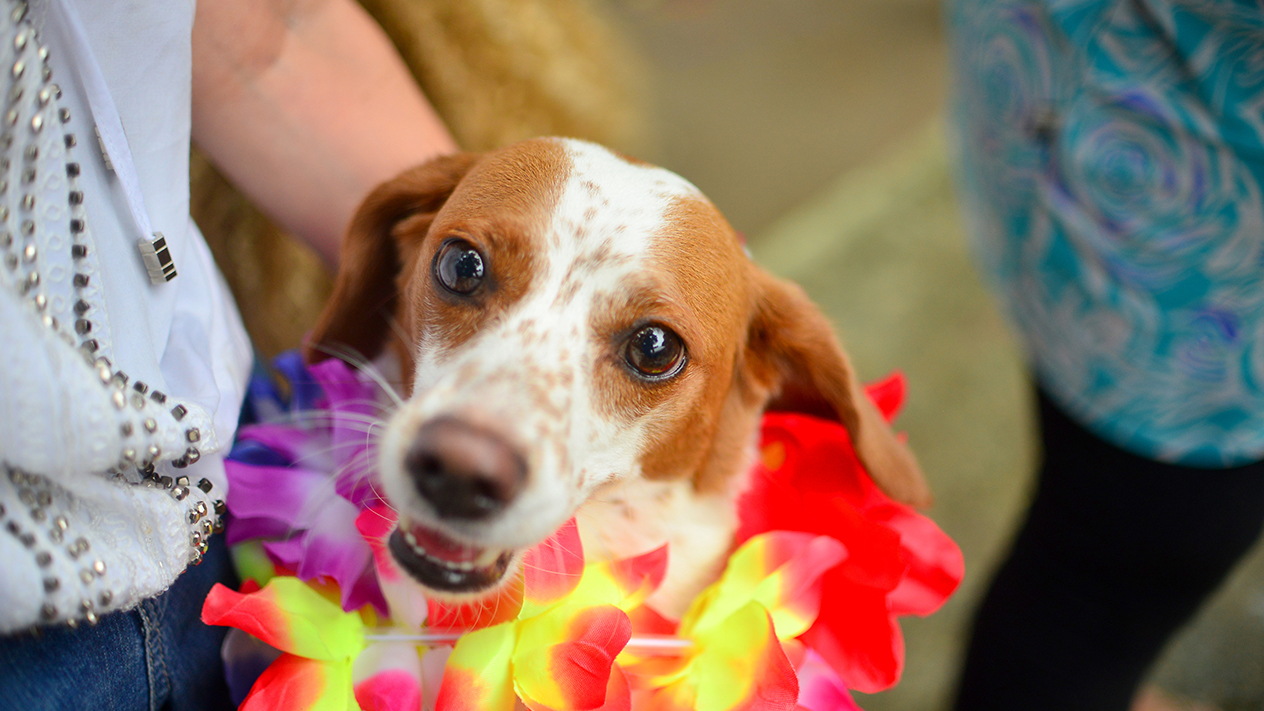 Carnaval não é lugar para pet! Entenda os riscos de levar seu amicão para o bloco - Imagem principal