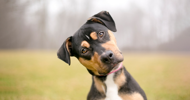 É verdade que cachorros só enxergam em preto e branco? - Imagem principal