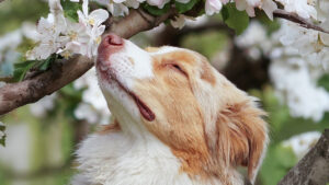 Por que os cães confiam tanto no nariz