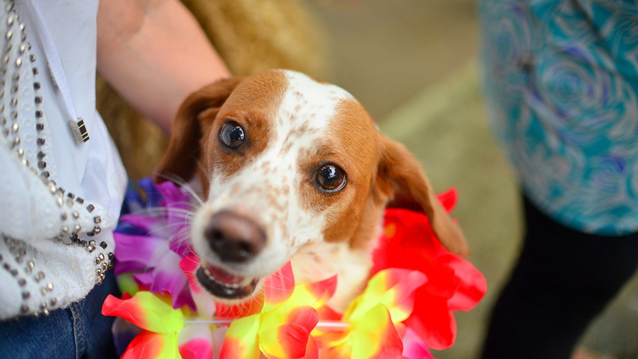 Carnaval não é lugar para pet! Entenda os riscos de levar seu amicão para o bloco - Imagem principal